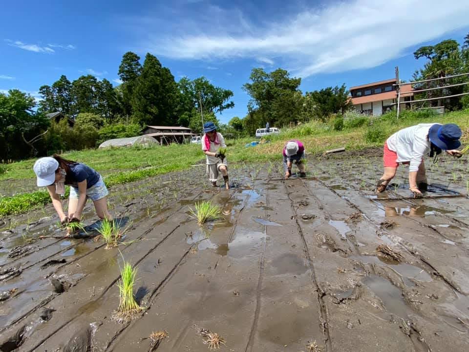 Learn natural and organic farming at our traditional Japanese homestead.